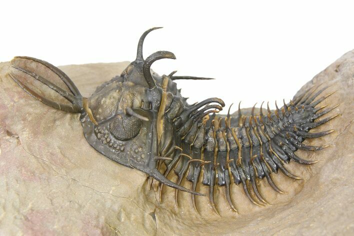 Short-Fork Walliserops Hammi Trilobite - Foum Zguid, Morocco #316431